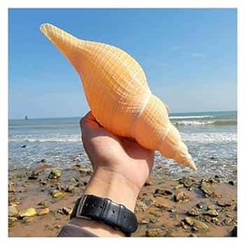 Conchiglie per decorazione di nozze, feste a tema spiaggia e decorazioni per la casa, conchiglie a tromba