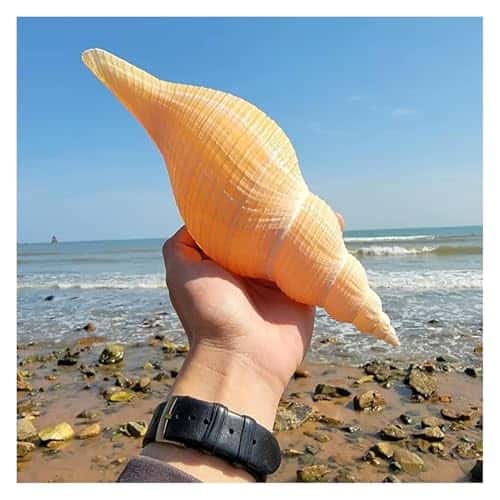 Conchiglie per decorazione di nozze, feste a tema spiaggia e decorazioni per la casa, conchiglie a tromba