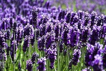 Semi LAVANDA In Busta Ermetica MADE IN ITALY Qualità superiore con 95% di germogliazione con istruzioni