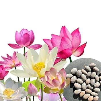 30 semi di fiori di loto premium mix 3 colori bonsai acquatico per vaso da giardino