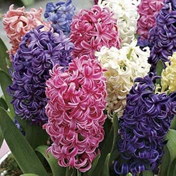 Flora Import - 10 Giacinti Profumati misti - Bulbi Di Alta Qualità