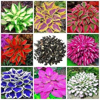 200+ Mix Hosta - Bassa manutenzione e alto valore ornamentale