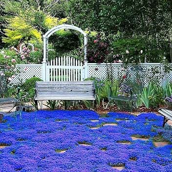 20.000 semi Timo blu strisciante, varietà perenne senza OGM, si diffonde lentamente come un "tappeto blu" naturale a causa della sua natura strisciante.