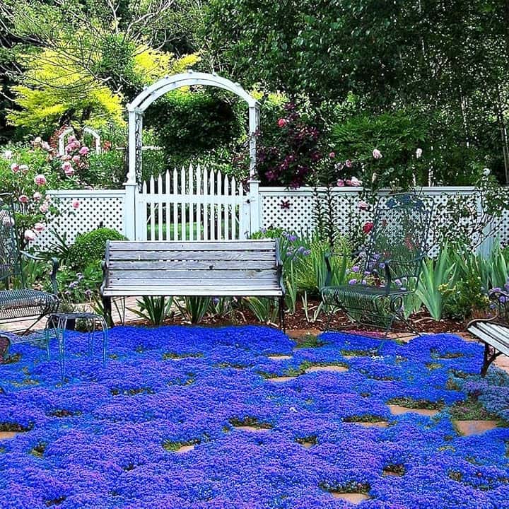 20.000 semi Timo blu strisciante, varietà perenne senza OGM, si diffonde lentamente come un "tappeto blu" naturale a causa della sua natura strisciante.