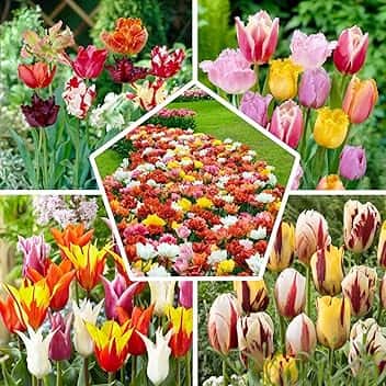 Bulbi Fiori Perenni da Esterno - 50 Bulbi Tulipani Primaverili - Piante e fiori esclusivi dall'Olanda - per giardino, vasi e balcone (senza semi, non artificiali)
