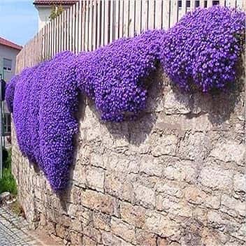 Semi Di Aubrieta Crescione, Seme Aubretia fiori Perenni per Giardino Roccioso, colore lilla, Resistenti al Freddo, 500 Semi, Aubrieta seeds