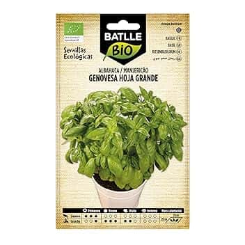 Semi bio - foglie grandi di basilico genovese (1050 semi - biologico)