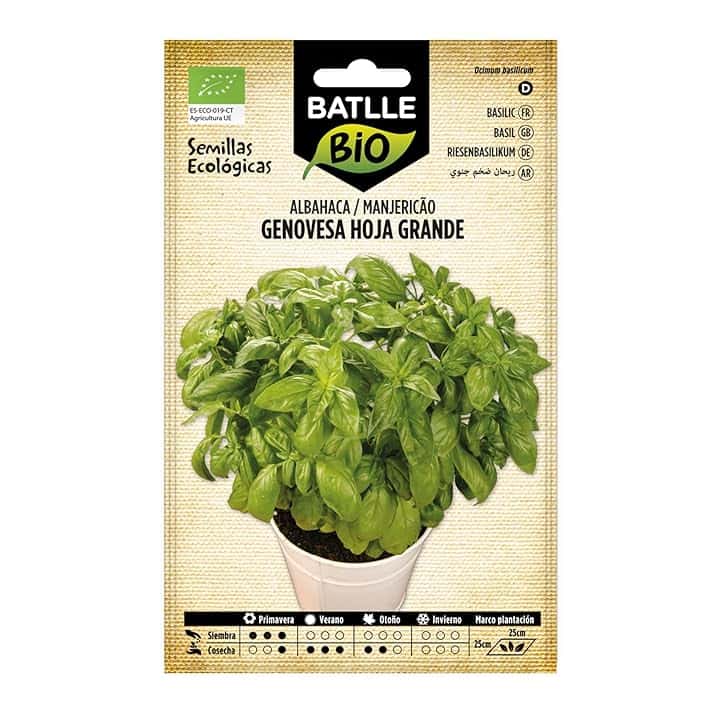 Semi bio - foglie grandi di basilico genovese (1050 semi - biologico)