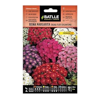 Batlle - Semi di Fiori - Astro della Cina Nano Crisantemo, Assortiti