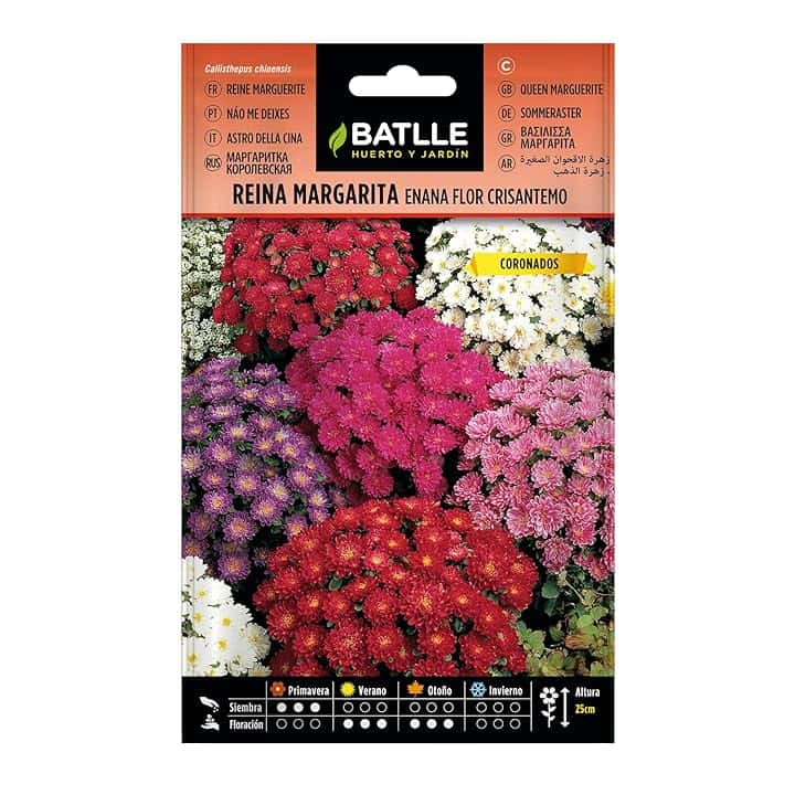Batlle - Semi di Fiori - Astro della Cina Nano Crisantemo, Assortiti