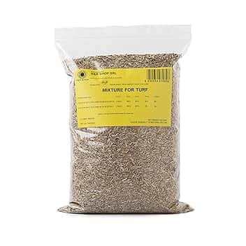 Semi per Prato Resistente, Loietto, Crescita Rapida e Calpestabile, Adatto a tutti i tipi di Terreno (500gr - 20mq)