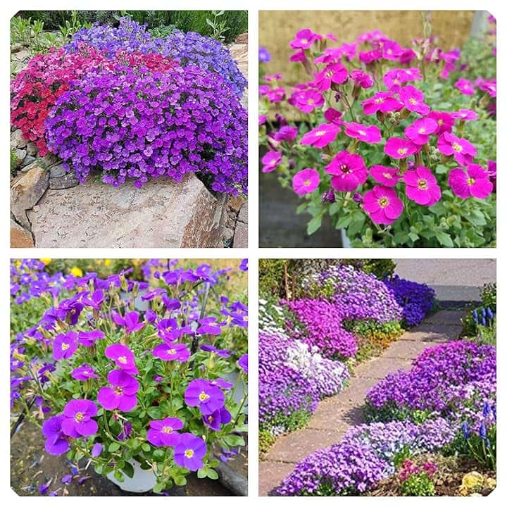 Semi Di Aubrieta Crescione, Seme Aubretia fiori Perenni per Giardino Roccioso, Multicolore, Resistenti al Freddo, 500 Semi, Aubrieta seeds