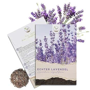 300 semi di lavanda ad alto tasso di germinazione – pianta medicinale versatile e ideale per api e farfalle (incluso eBook gratuito)