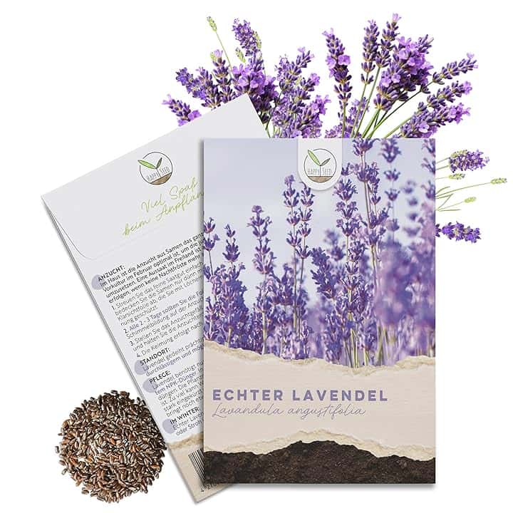 300 semi di lavanda ad alto tasso di germinazione – pianta medicinale versatile e ideale per api e farfalle (incluso eBook gratuito)