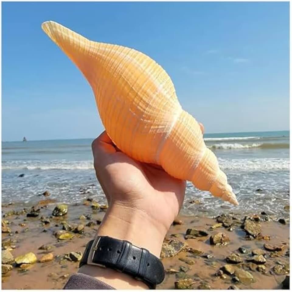 Conchiglie per decorazione di nozze, feste a tema spiaggia e decorazioni per la casa, conchiglie a tromba