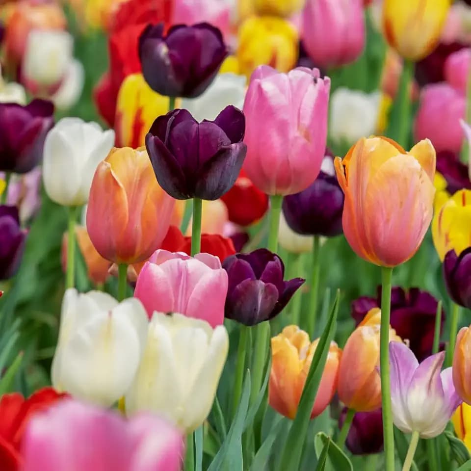acquaverde | 100 Bulbi di Tulipano Triumph Mix, Tulipani di Premium Prima scelta Olandesi, Fiori Multicolore Profumati per Giardino, Vaso, Fioriera e Aiuola - Pezzatura 10/11