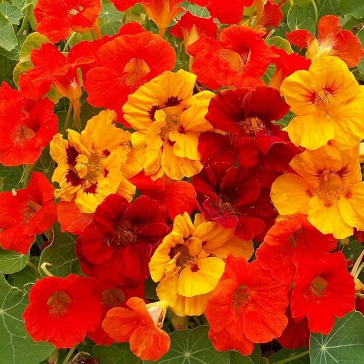Semi fiori NASTURZIO NANO IN MISCUGLIO In Busta Ermetica MADE IN ITALY Qualità superiore con 95% di germogliazione con istruzioni