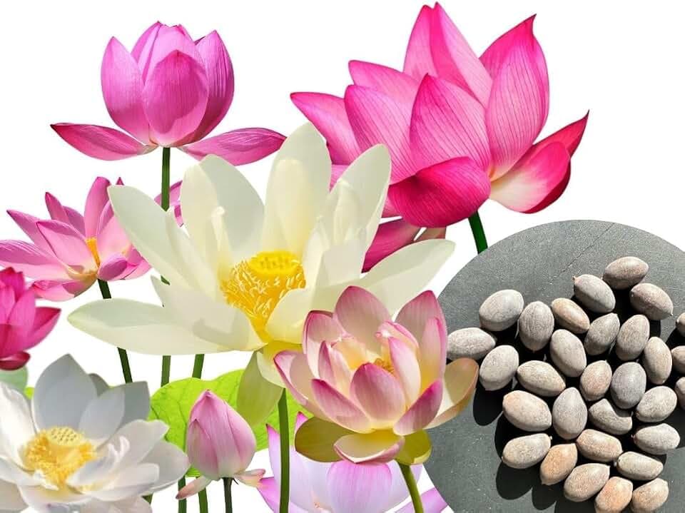 30 semi di fiori di loto premium mix 3 colori bonsai acquatico per vaso da giardino