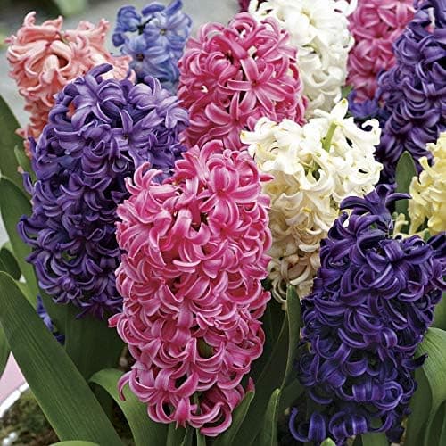 Flora Import - 10 Giacinti Profumati misti - Bulbi Di Alta Qualità