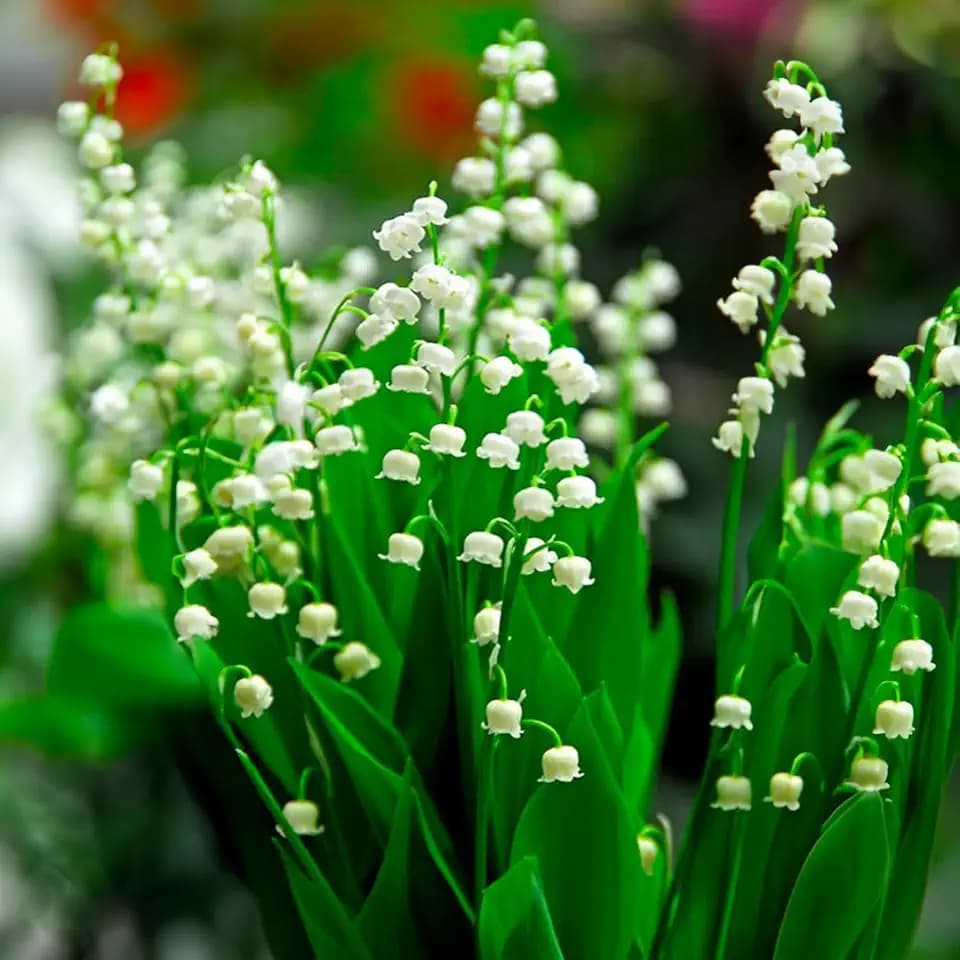 Bulbi da Fiore | Bulbi provenienti dai migliori produttori Olandesi | Esclusiva selezione e controllo qualità | Fioritura garantita. (10 Rizomi di Mughetto - Convallaria Majalis)
