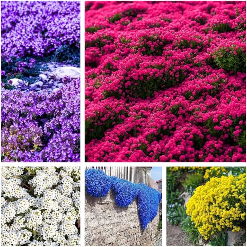 50.000 semi, miscela di semi di timo strisciante, senza OGM, perenni e resistenti all'inverno, per piantagione ornamentale all'aperto, purificante l'aria.