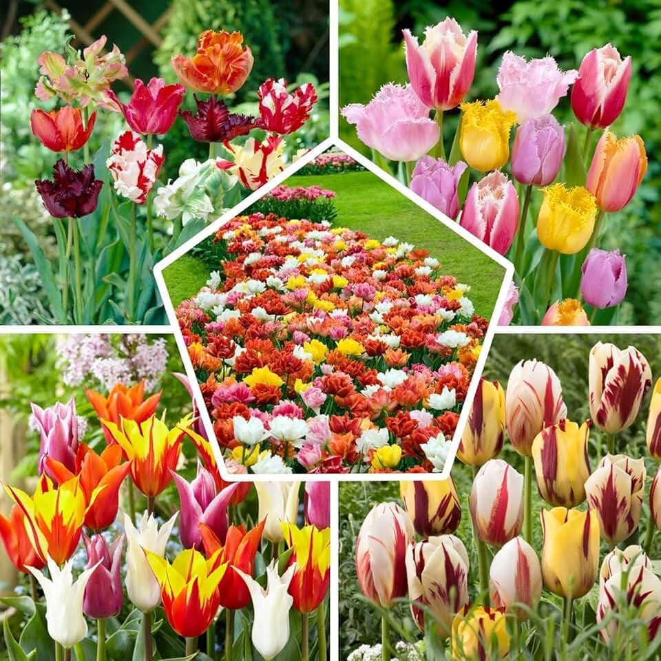 Bulbi Fiori Perenni da Esterno - 50 Bulbi Tulipani Primaverili - Piante e fiori esclusivi dall'Olanda - per giardino, vasi e balcone (senza semi, non artificiali)