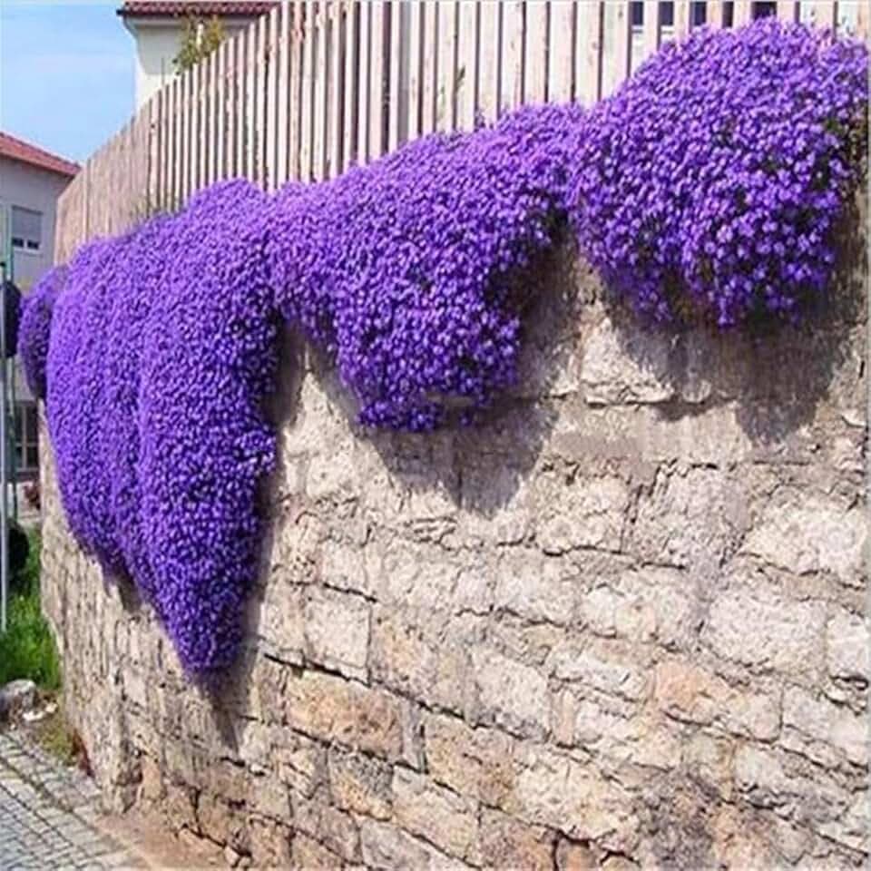 Semi Di Aubrieta Crescione, Seme Aubretia fiori Perenni per Giardino Roccioso, colore lilla, Resistenti al Freddo, 500 Semi, Aubrieta seeds