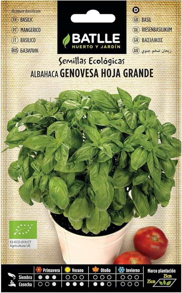 Semi bio - foglie grandi di basilico genovese (1050 semi - biologico)