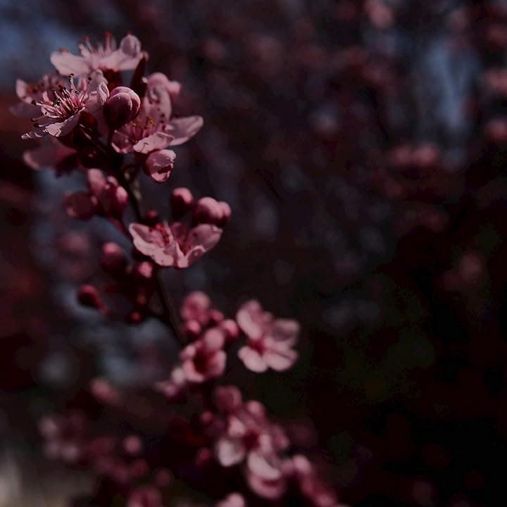 Chi Mai