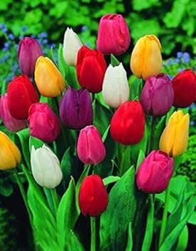 30 X Tulipani Misti - Bulbi Di Alta Qualità (30)