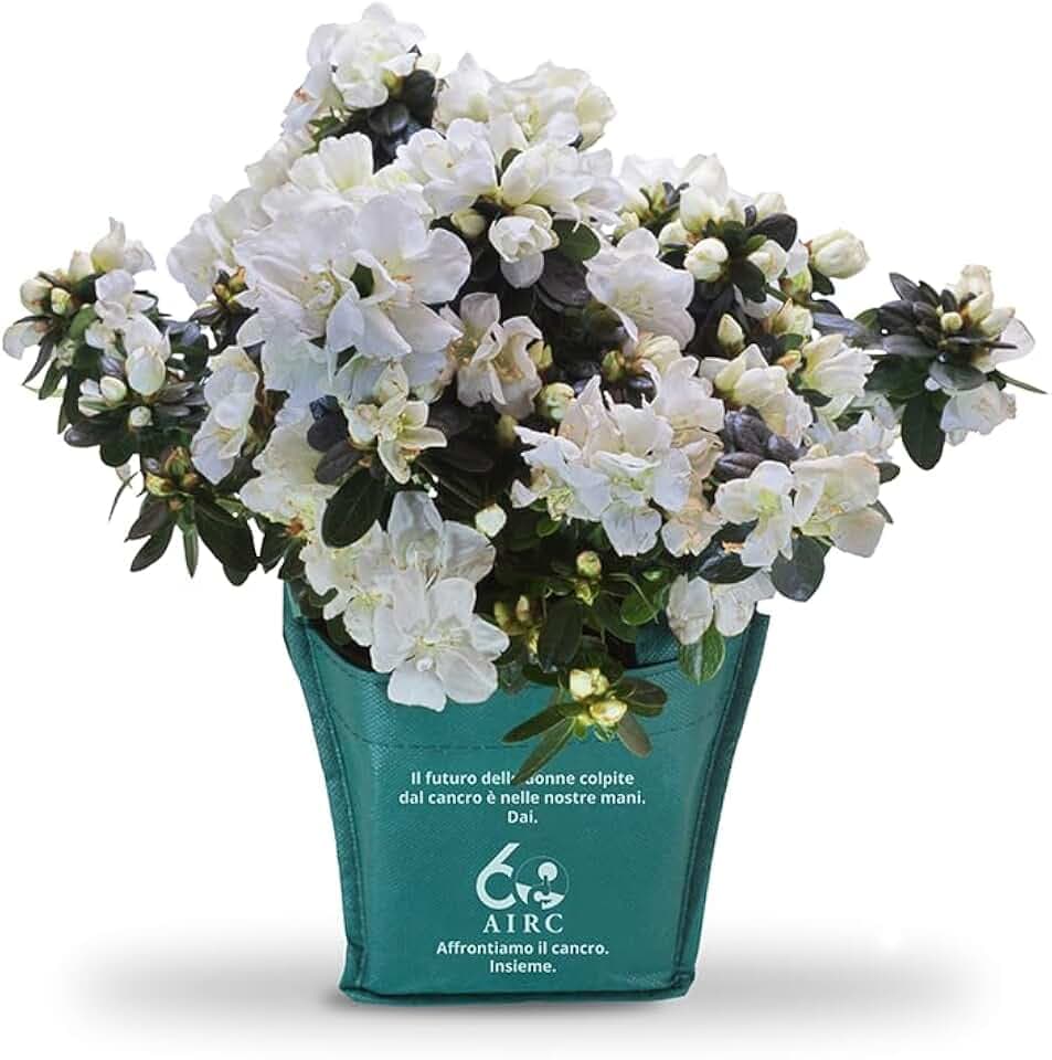 AIRC Azalea della Ricerca