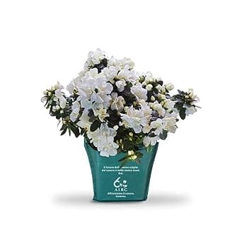 AIRC Azalea della Ricerca