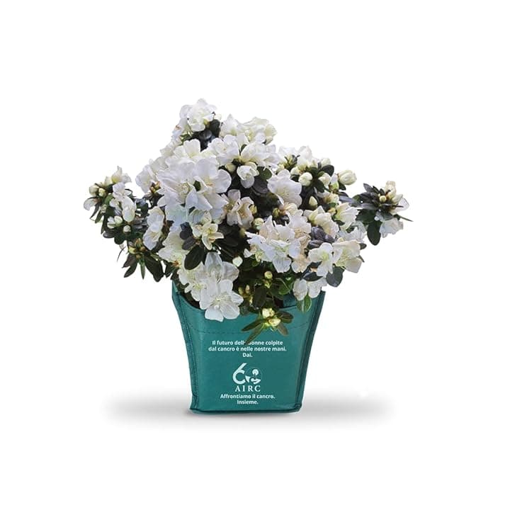 AIRC Azalea della Ricerca