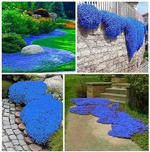 50.000 semi Timo blu strisciante, varietà perenne senza OGM, si diffonde lentamente come un "tappeto blu" naturale a causa della sua natura strisciante.