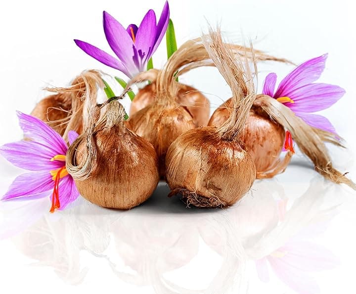 Bulbi di zafferano per piantare il tuo zafferano 500 g, bulbi di fiori da esterno per piantare nel tuo giardino interno ed esterno i tuoi fili di zafferano dalla Spagna