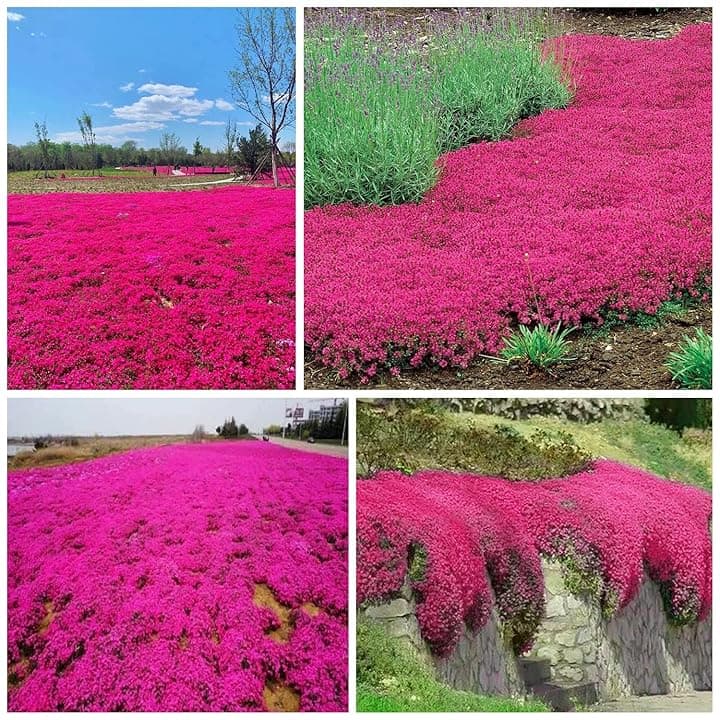 20000+ Timo Strisciante rosso per piantare all'aperto, giardino, Per la copertura del prato